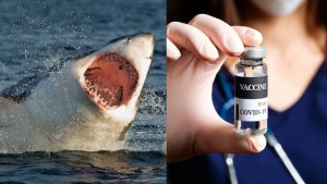 Covid Vaccine and killing sharks